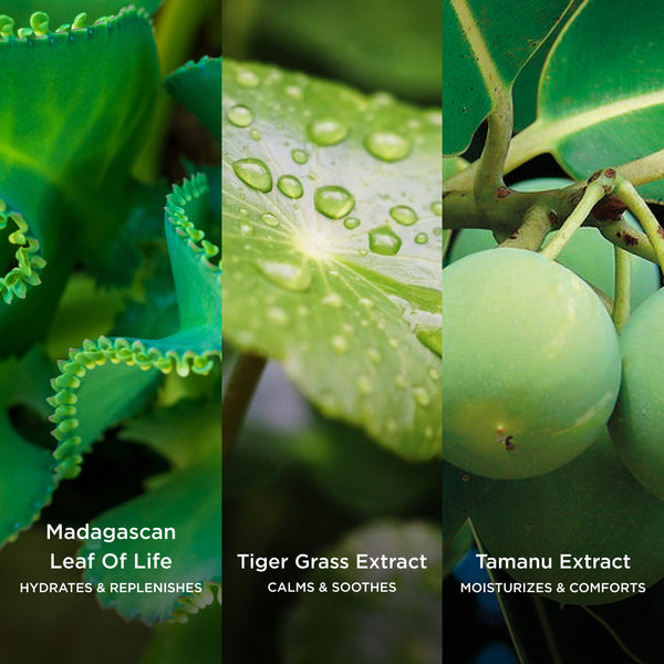 Skin Re-Leaf Soothing Moisturiser